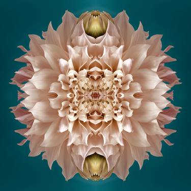 Original Abstract Botanic Photography by Erin Derby