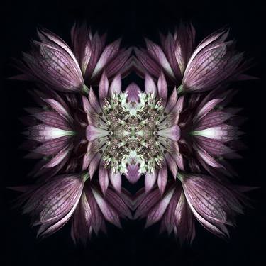 Original Fine Art Botanic Photography by Erin Derby