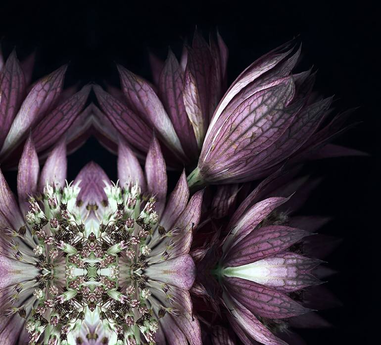 Original Fine Art Botanic Photography by Erin Derby