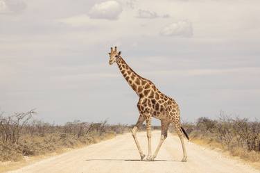 Giraffe crossing! thumb