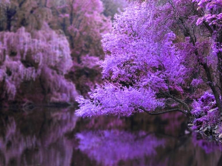 purple trees wallpaper