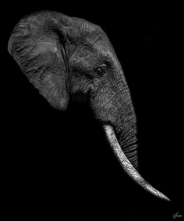 Print of Fine Art Animal Photography by Thierry Gonzalez