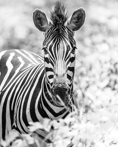 Print of Art Deco Animal Photography by Thierry Gonzalez