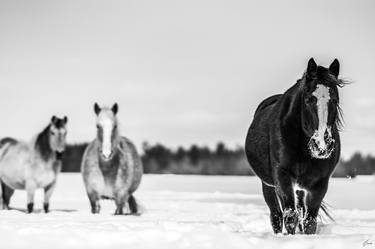 Original Fine Art Animal Photography by Thierry Gonzalez