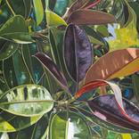 Ficus, Botanic Park by Marisha Matthews