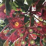 Red Gum Blossom by Marisha Matthews