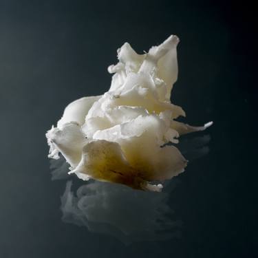 Print of Science Photography by Melanie Dealbera