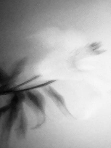 Print of Abstract Floral Photography by Alisa Gafur