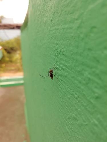 Aedes egyptii mosquito was sitting on wall - Limited Edition of 5 thumb