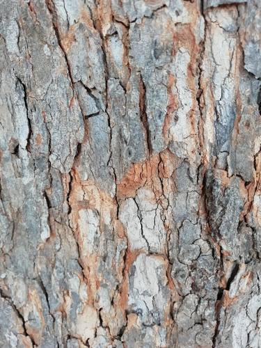 Beautiful tree bark background - Limited Edition of 5 thumb