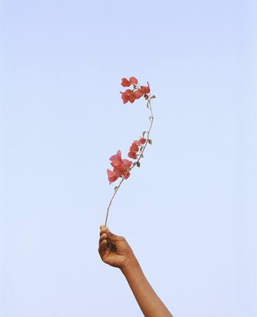 Original Conceptual Floral Photography by Vikram Kushwah