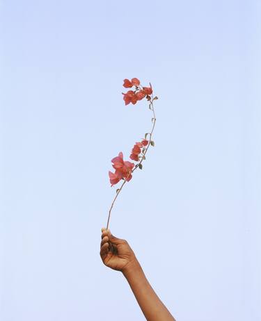 Print of Floral Photography by Vikram Kushwah