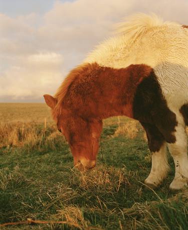 Original Documentary Animal Photography by Vikram Kushwah