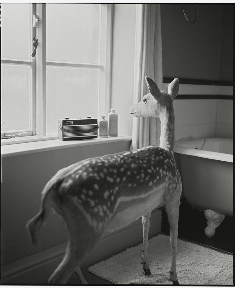 Deer in the Bathroom (medium) - Limited Edition - Print