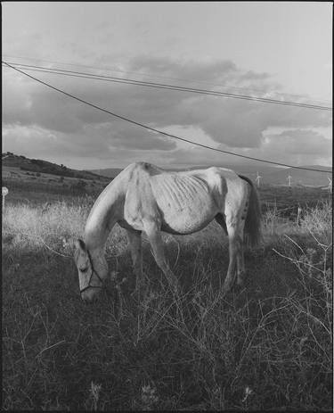 The Grazing Horse (medium) - Limited Edition of 8 thumb