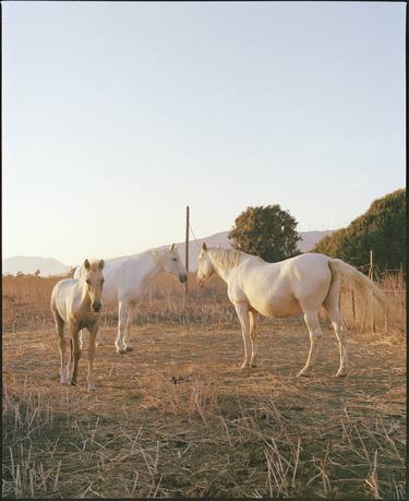 Original Fine Art Horse Photography by Vikram Kushwah