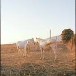 Collection The Poets