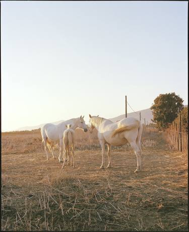 Print of Documentary Horse Photography by Vikram Kushwah