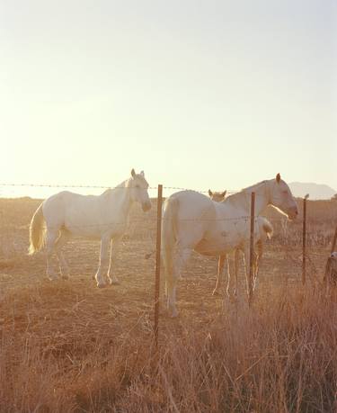 Original Fine Art Horse Photography by Vikram Kushwah