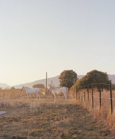 Print of Documentary Horse Photography by Vikram Kushwah