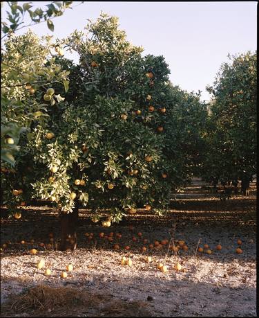 Oranges and Sunshine (small) thumb