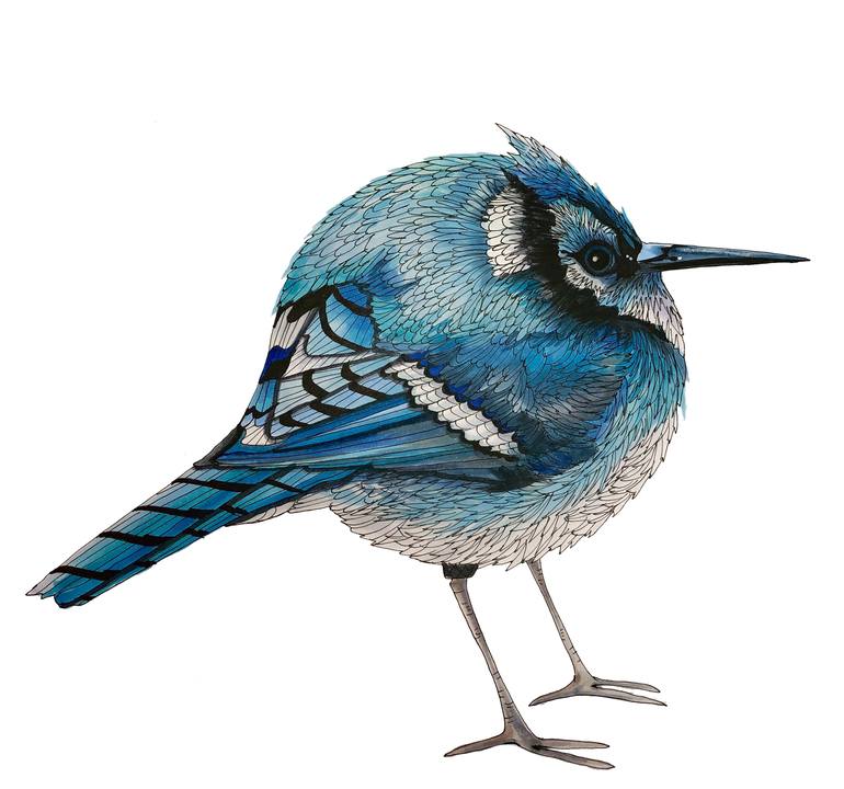 Blue Jay Borb Drawing by Amy Whitman