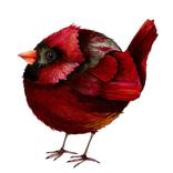Collection BORBS