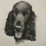 DOG PORTRAITS by Patrick Palmer