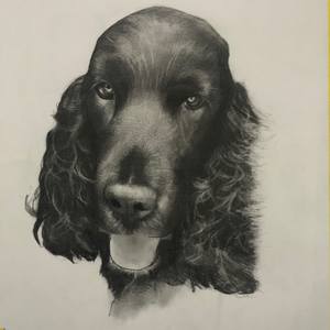 DOG PORTRAITS
