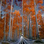 Luminus forrest by Leandro Sanchez Photography Visuals