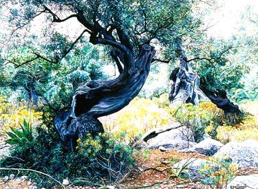 Print of Realism Nature Paintings by Ricard Passarell