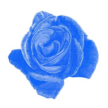 blue rose: digital painting - Limited Edition of 10 thumb