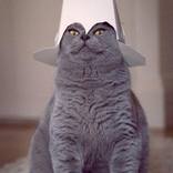 General Tso Cat  by Zo La Placa