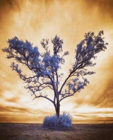 Print of Fine Art Tree Photography by Rami Hyun