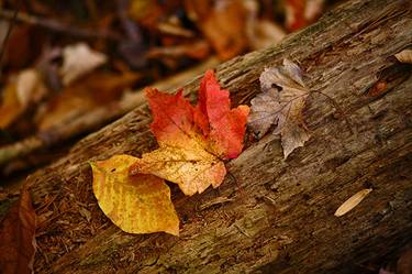 Autumn Leaves on Log thumb