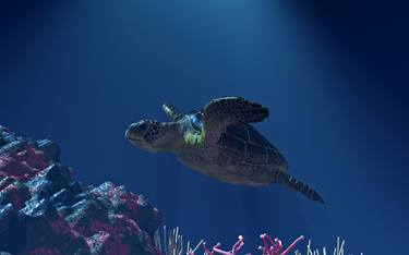 Sea Tortoise thumb
