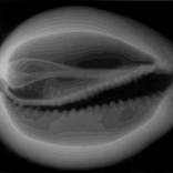 Collection 100 Curators Collection