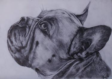 Original Figurative Animal Drawings by Africa Gil