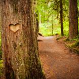 Collection Natural Landscapes