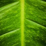 Collection Plants and Fine Flora