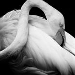 Collection Black and white