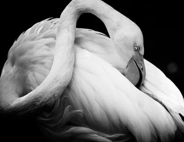 Original Fine Art Animal Photography by Andrea Gingerich