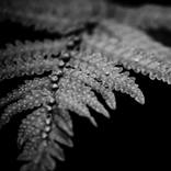 Collection Black and white