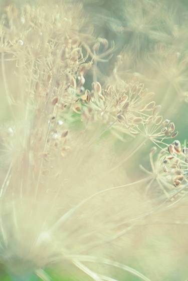 Original Fine Art Nature Photography by Andrea Gingerich