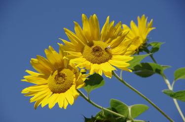 Print of Botanic Photography by MIMI SEGINA