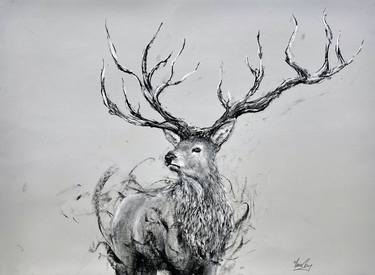 Original Animal Drawings by Fiona Tang