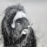 Musk Ox by Fiona Tang