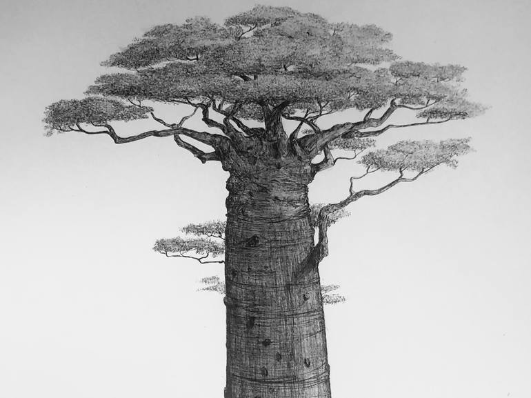 Original Tree Drawing by MSillo Tree Artist