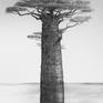 Baobab created using a mixture of archival black ink and a simple ballpoint pen with rain water. A little paint to set the landscape behind. The artwork is on 5mm thick mount-board. Size A2. 

This is the largest of my tree illustrations, and one of the most standout. It was a 3 full day piece, and extremely rewarding to frame at the end. The frame pictured is box frame. However I feel the artwork would sit well in a shallower frame, with or without mount (a grey mount would be striking).