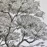 Tall Pine Tree, June 2020

This listing is for the original, signed work. Dated 18/06/2020.

A highly detailed, fine line drawing. Black ink pen tree on minimal white background. 

The artwork can be purchased framed or unframed. This listing is unframed, but message me if you would like to discuss framing options.

Size:
Height 75cm
Width 35cm

On 300gsm hot press watercolour paper.

The artwork will be posted flat, 1st class tracked and signed for.